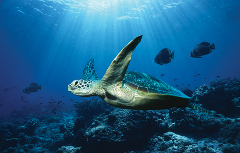 Ocean Turtle Wallpapers